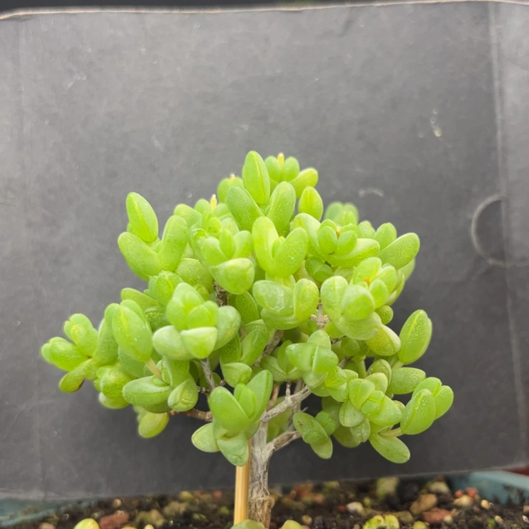 【闪购商品】dy2934老桩元宝冠幅6.5cm