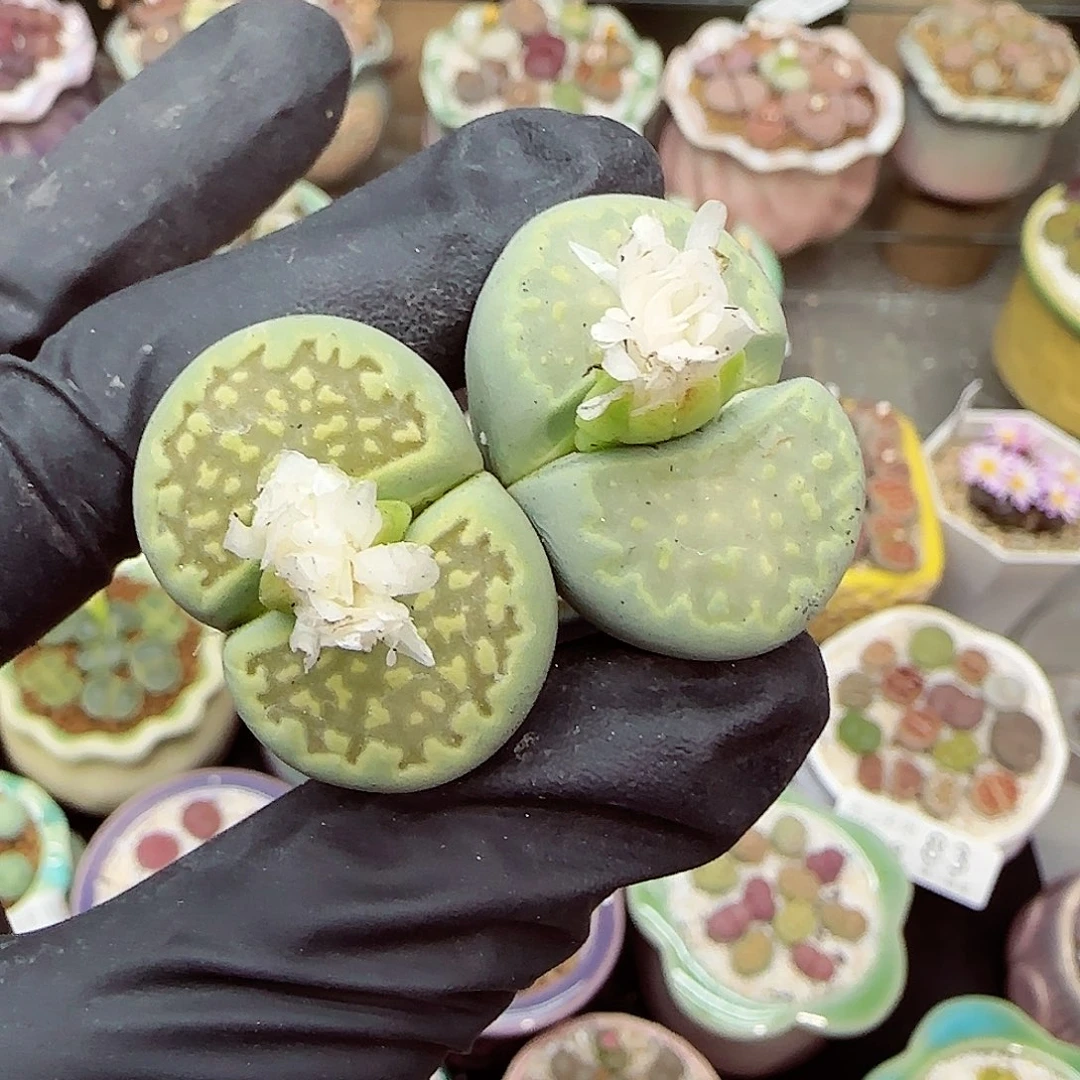 生石花满18包邮1118-117