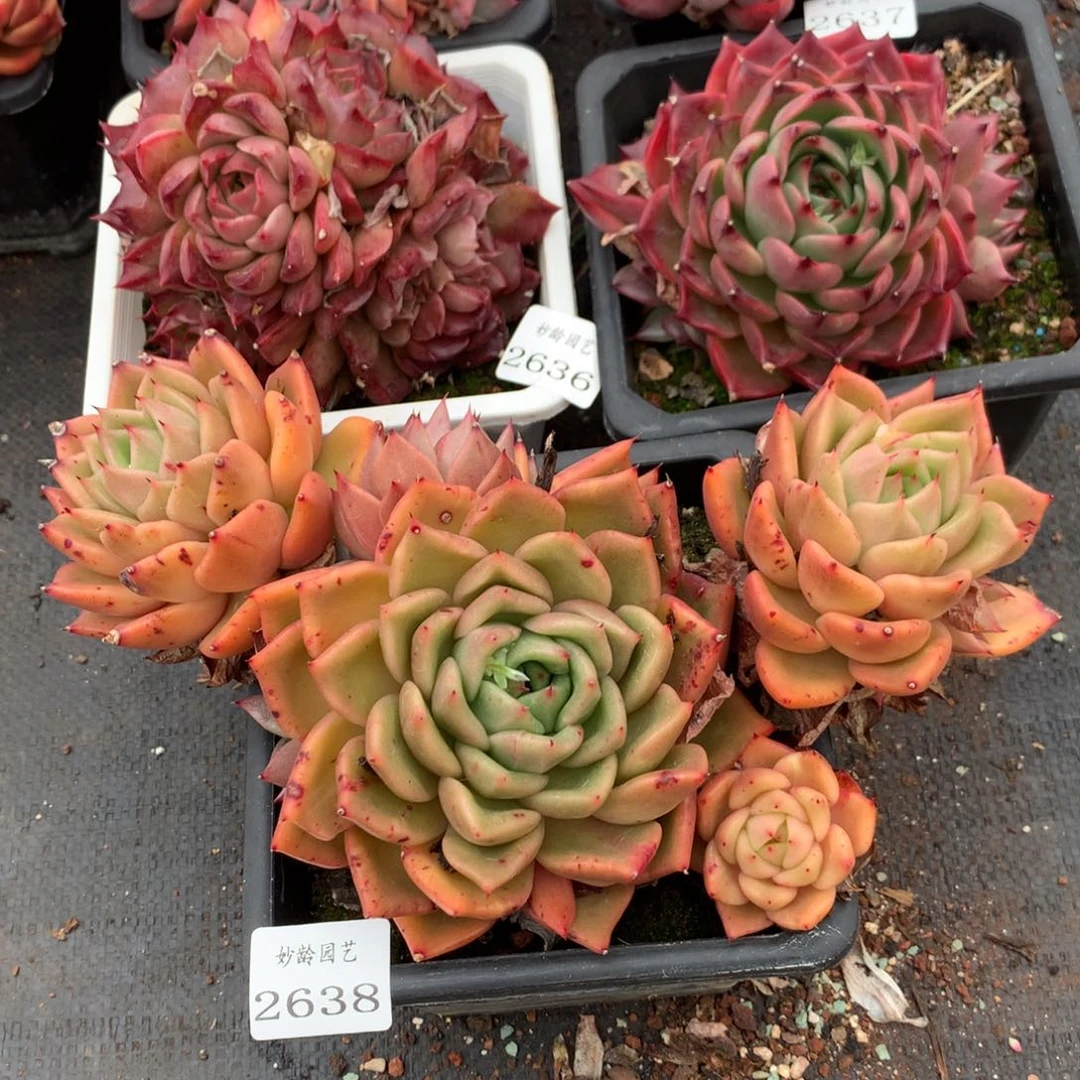 2638不包掉头特价处理