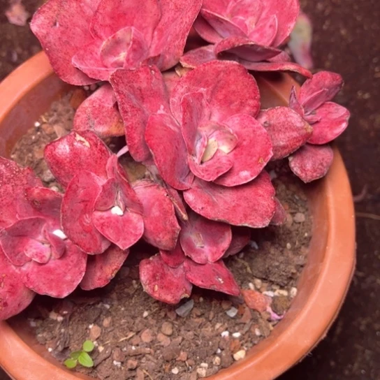 ?***?多肉植物的生长