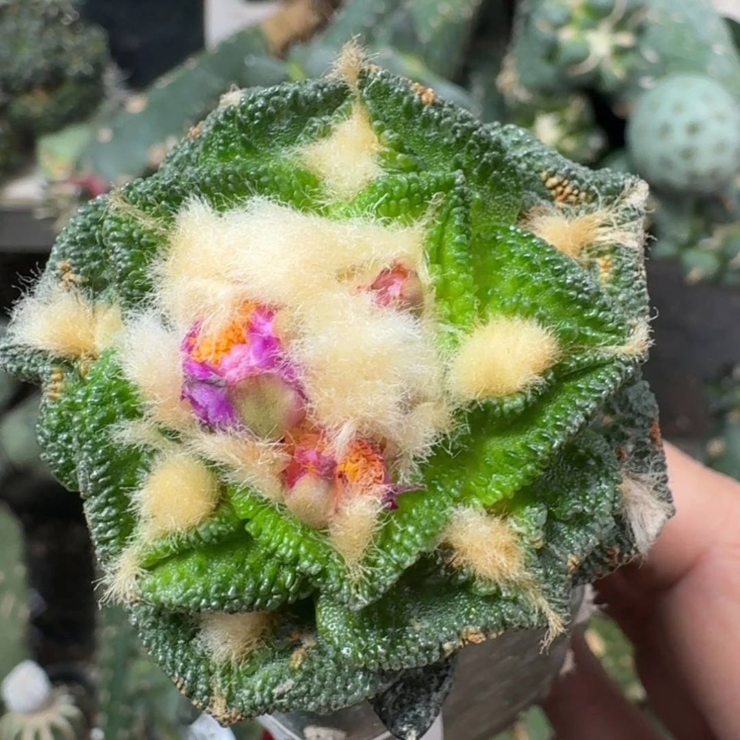 【闪购商品】无花朵白**辛顿471