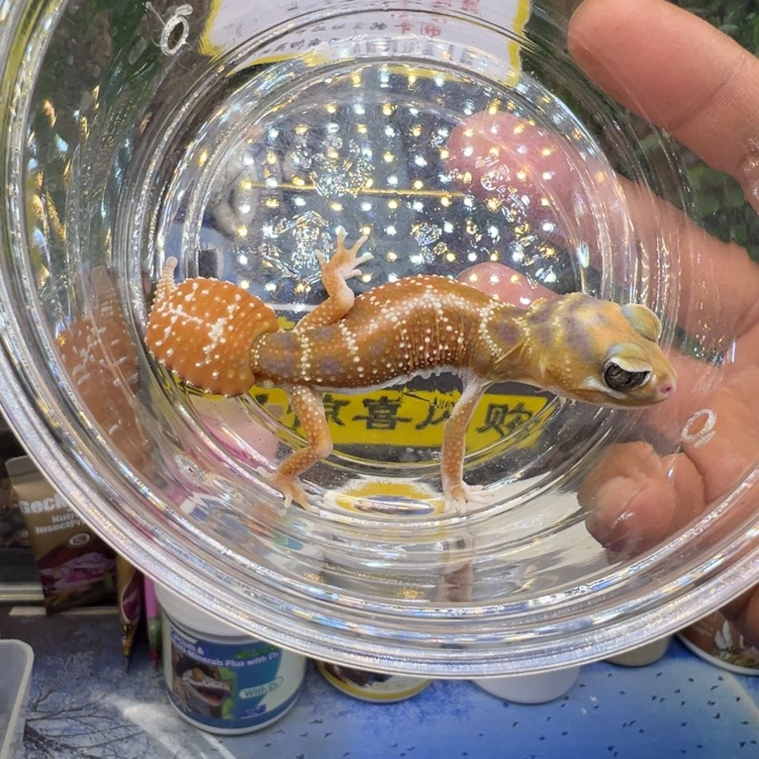 瘤尾守宫高白双隐弟弟成体