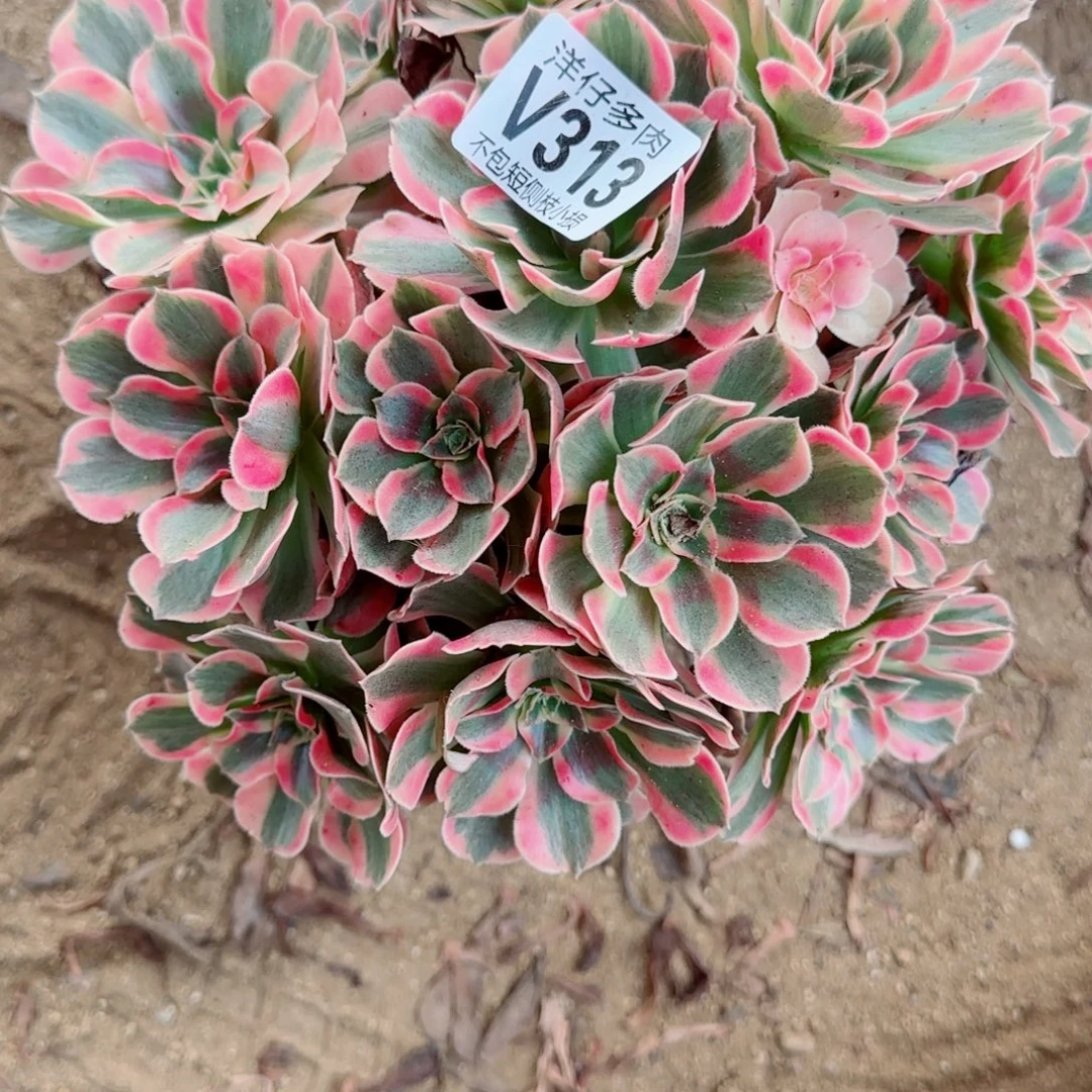 粉女巫法师313冠幅23