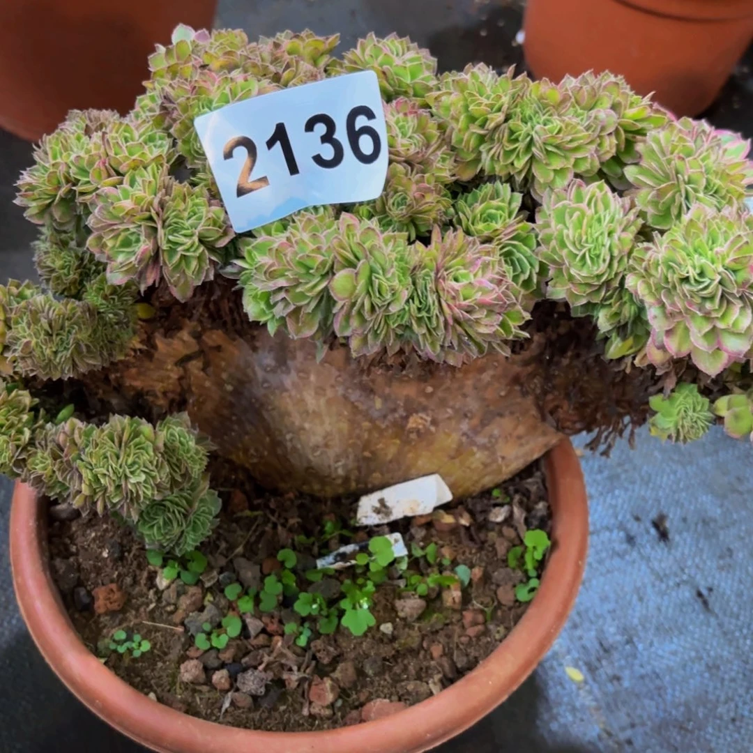 贪***顽2136多肉植物海王缀