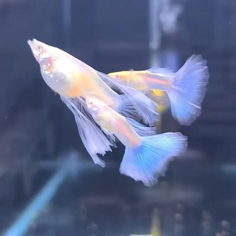 热带观赏鱼天空蓝白缎带燕尾鱼苗孔雀鱼礼服大C蓝白