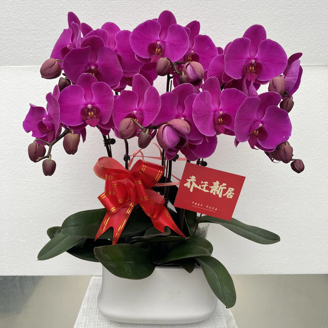 兰馨【红玛瑙1】 蝴蝶兰盆栽  室内花卉 花期长 好养活植株