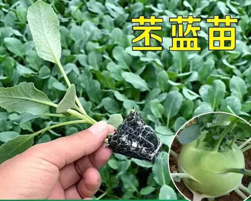 【苤蓝秧苗】苤蓝秧苗脆甜高产耐热耐寒蔬菜苗