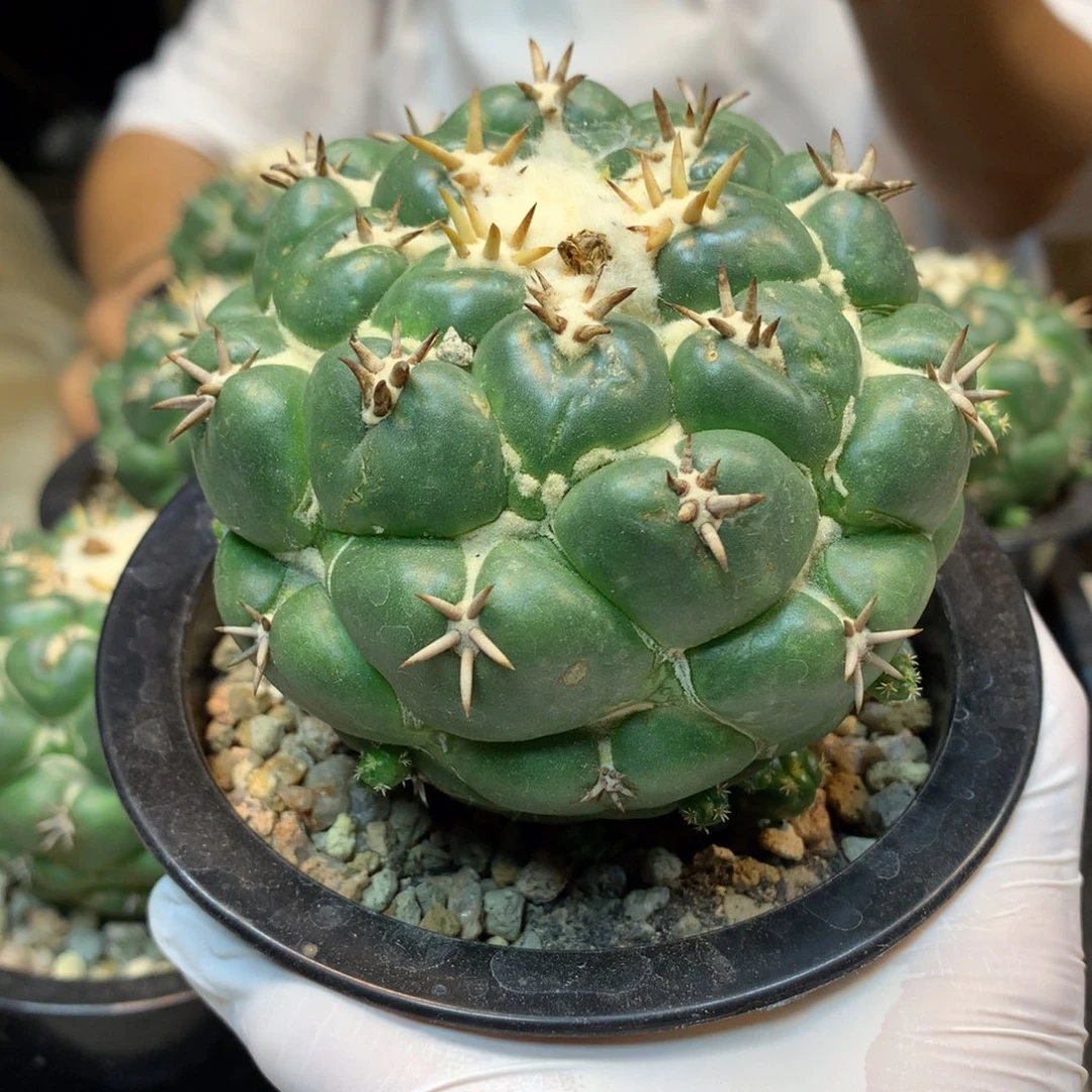 自根  白刺獠牙整体8.5公分起发