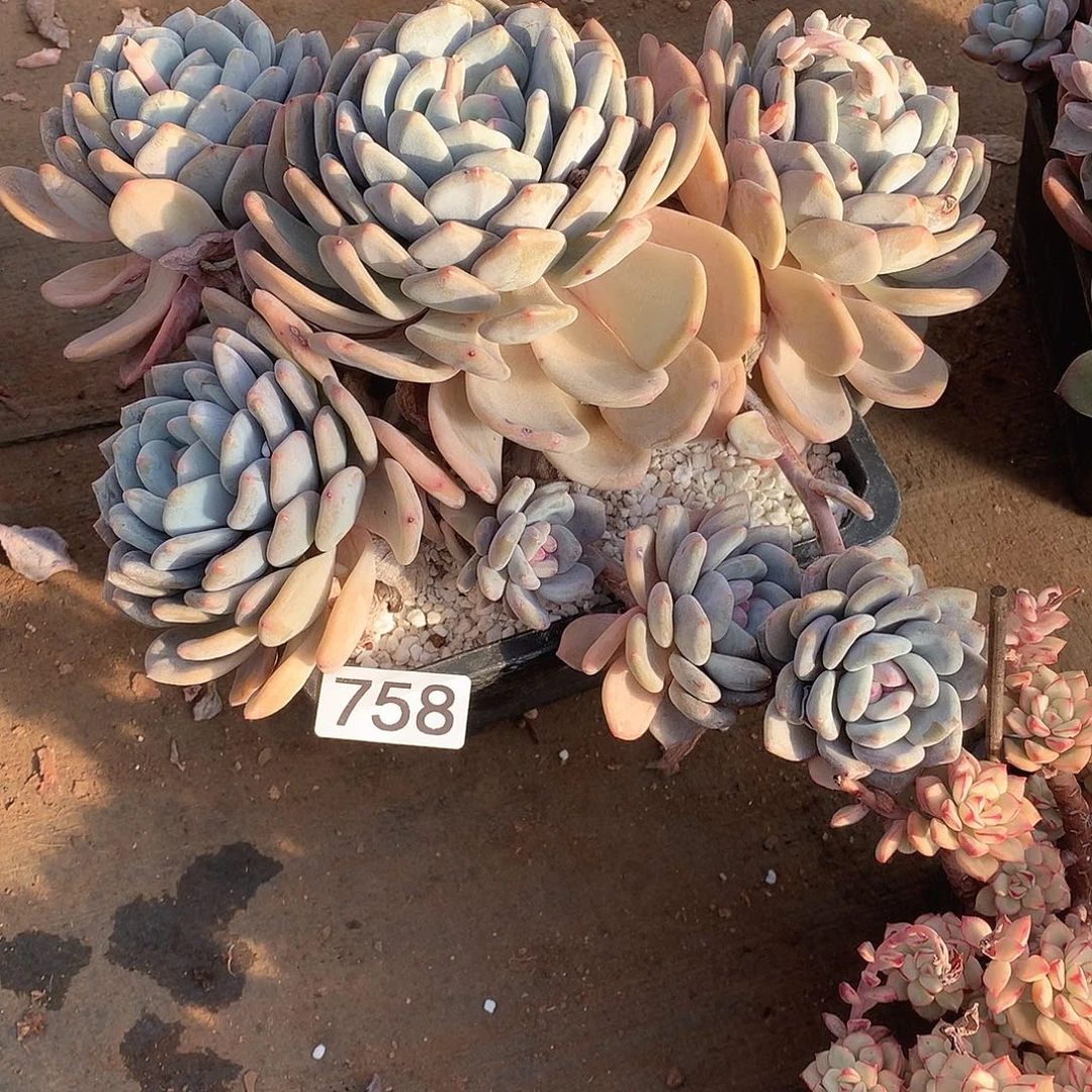 758 一物一拍多肉