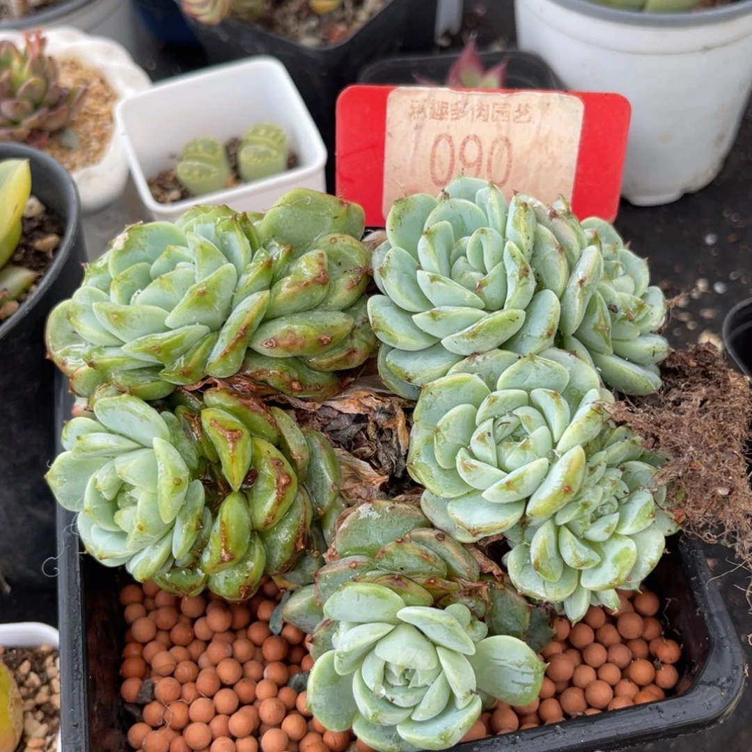 多肉植物一物一拍