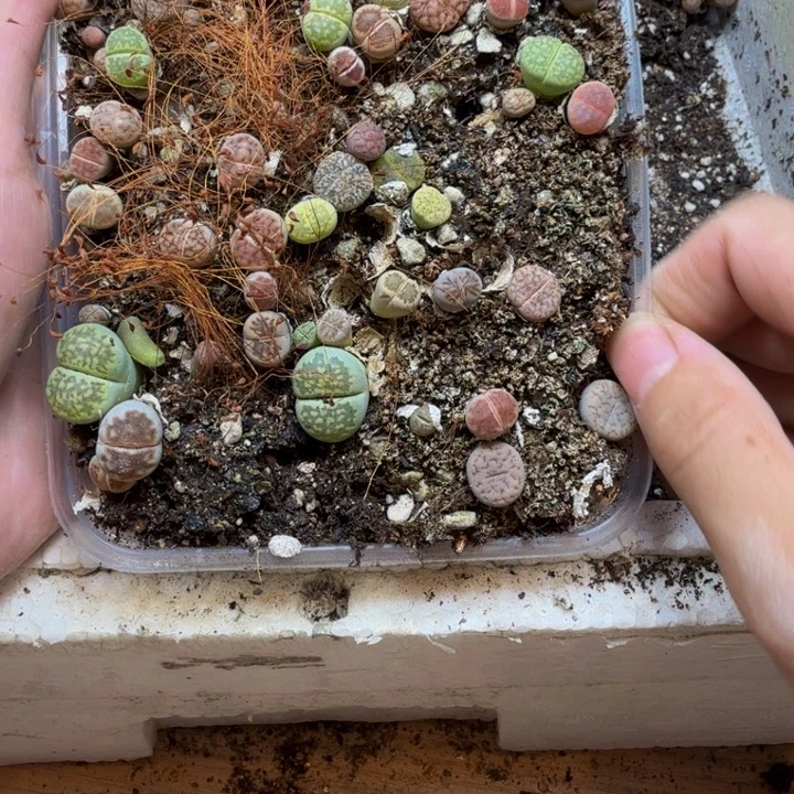 李****多肉植物的生长发育249