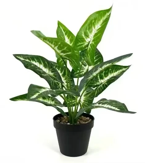 盆裁植物一物一拍