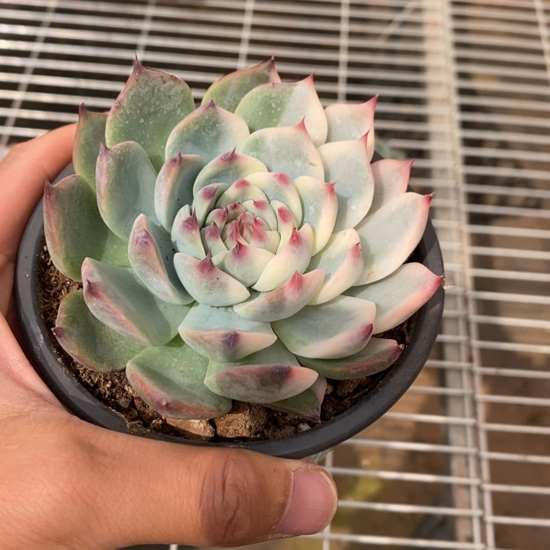 吉娃娃锦多肉植物6840