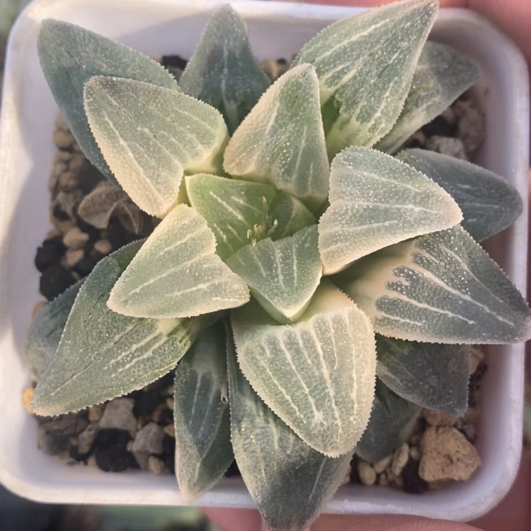 一颗实生糊斑雪公主锦 双11福利