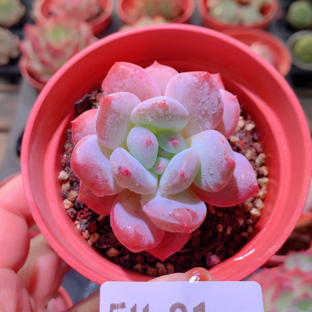 乐然11-81 香提单头