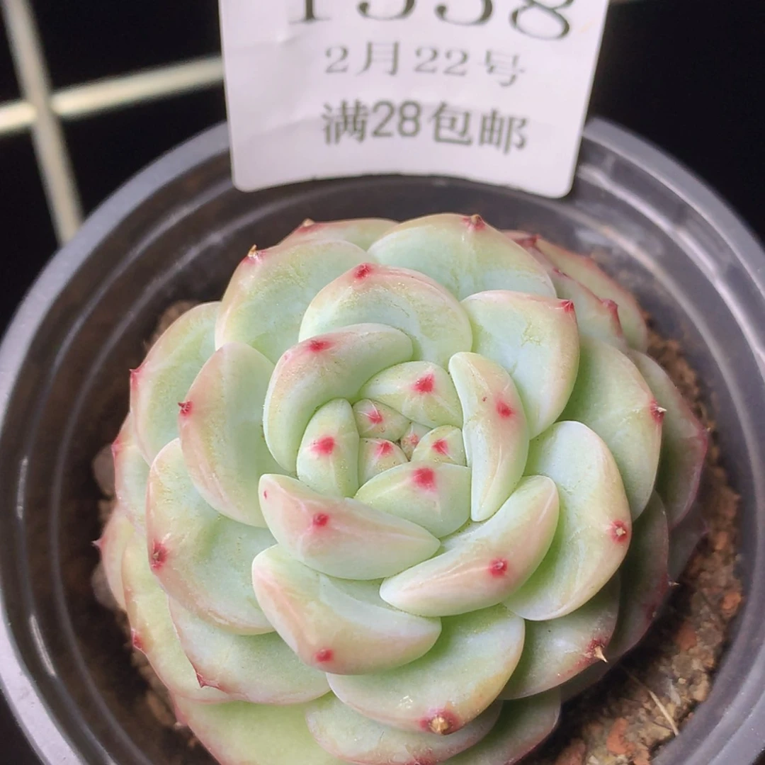 【闪购商品】云1558