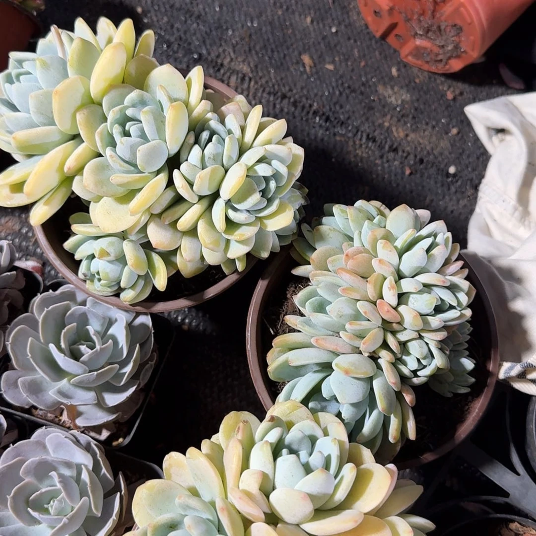 冷香朵朵缀166855866666