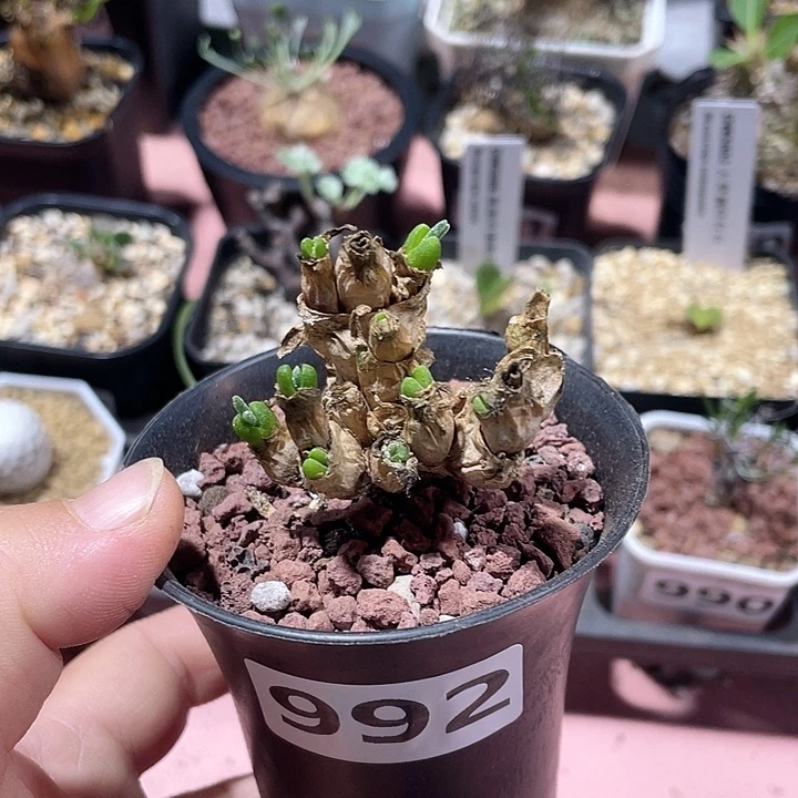 992碧光环兔子老桩