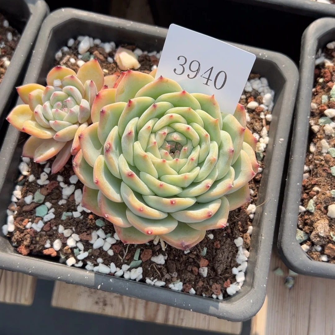 是***?3940多肉多多多多