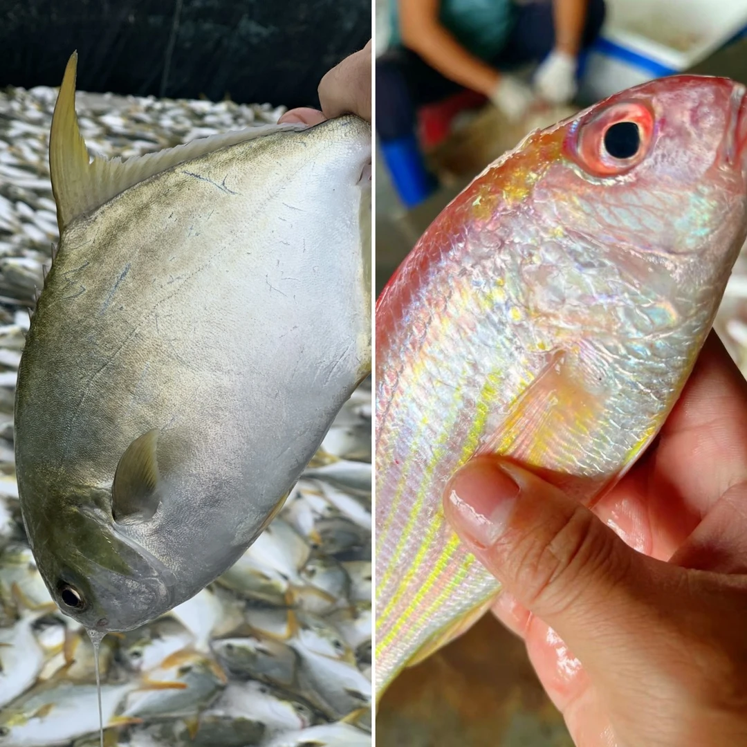 【买金鲳鱼送红杉鱼】鲜活速冻金鲳鱼非活发  顺丰包邮