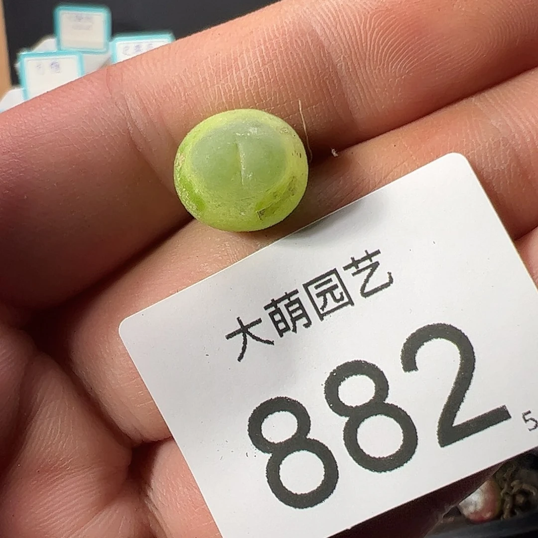 0000882 一物一拍……