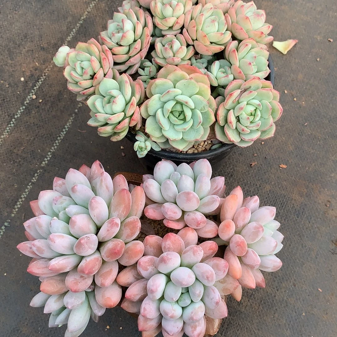 好好的是自己的生活
