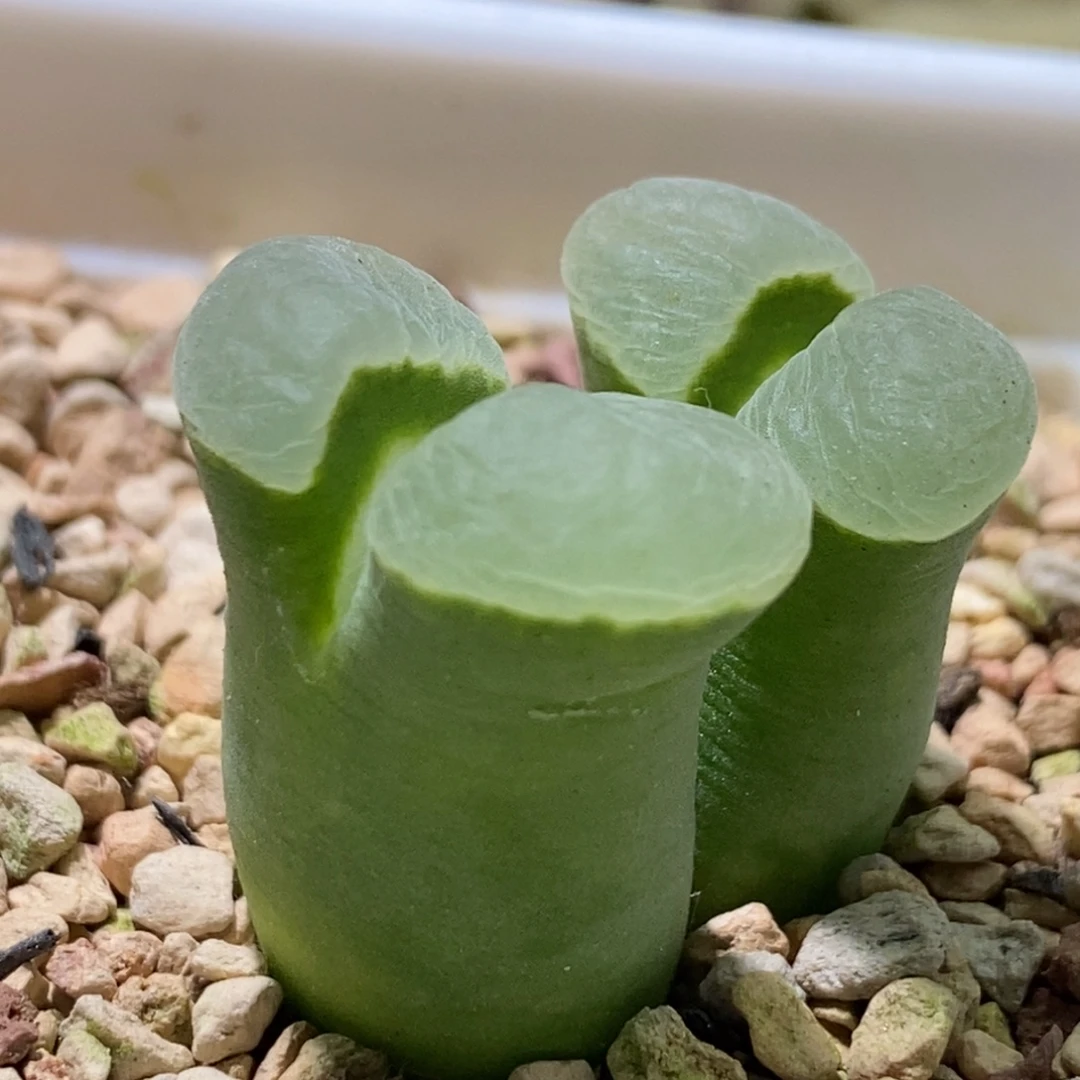 好看好看绿透窗风铃