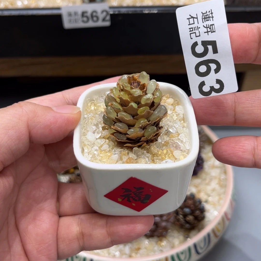 核桃木/黑胡桃（胡桃木）563一套松塔