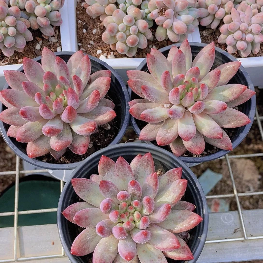 0701- 虞美人单头福利一颗 量拍