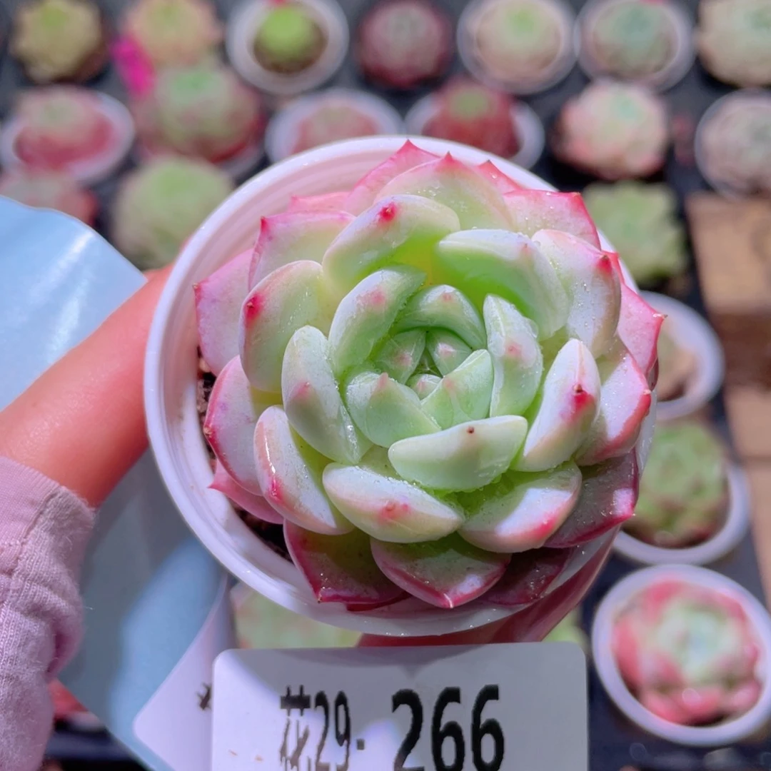 花利美29-266新品