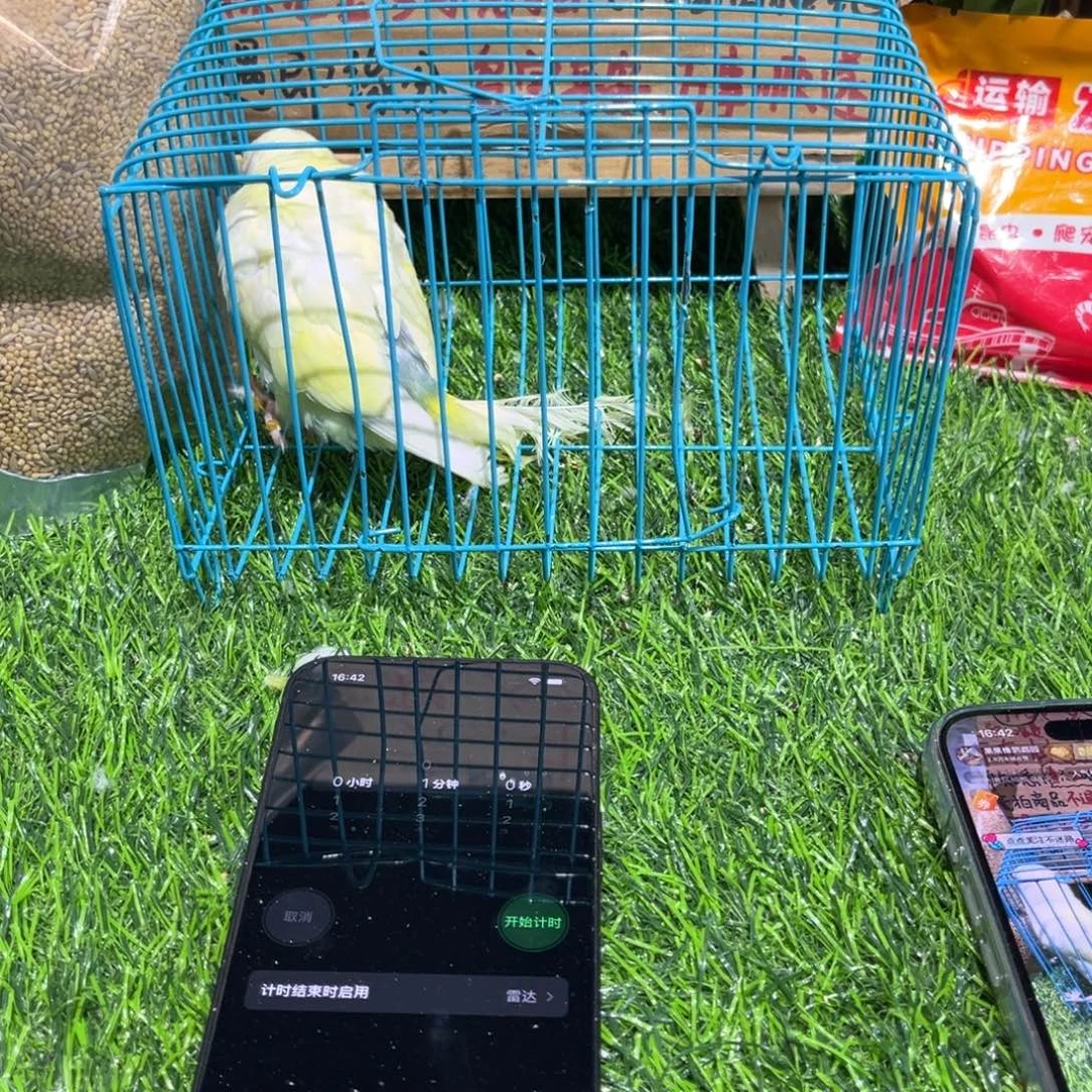 今***七虎皮鹦鹉金彩虎皮鹦鹉一只，一物一拍不退换竞拍。