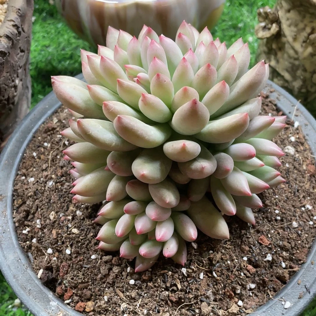 多肉植物的生长发育与生长