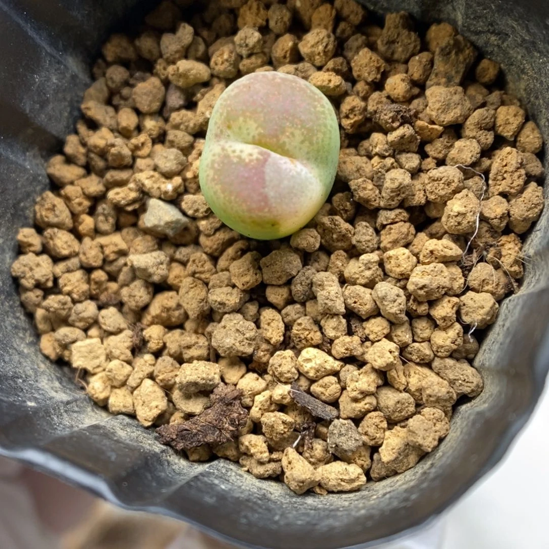 多肉植物肉锥杂交K-6812 风铃杂 全窗 锦