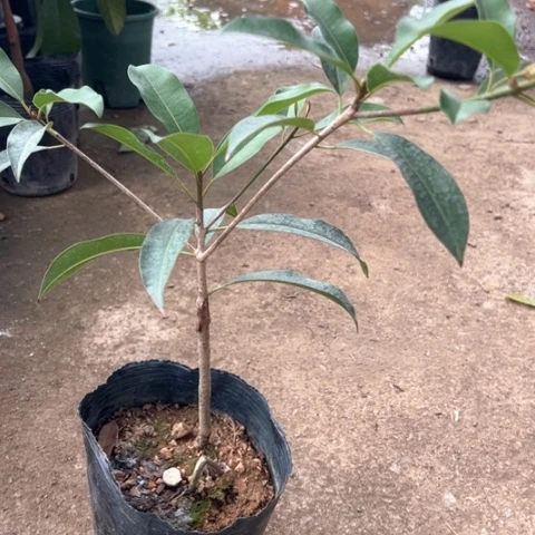 无花朵格*4799457