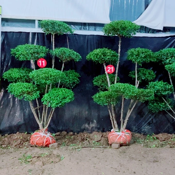 不开花植物一物一拍一对一对