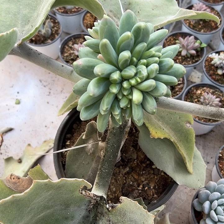 卡布其诺群生缀化