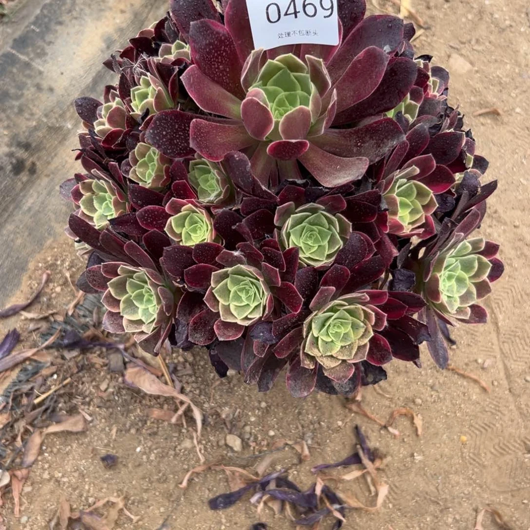 469多肉     金丝雀