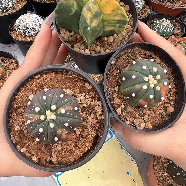 %***生李先生兜景一物一拍