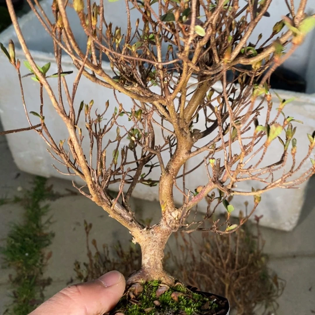 红陶阿*?红红火火过大年155