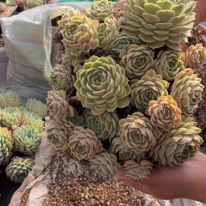 无花朵一*钱友家多肉一物一拍