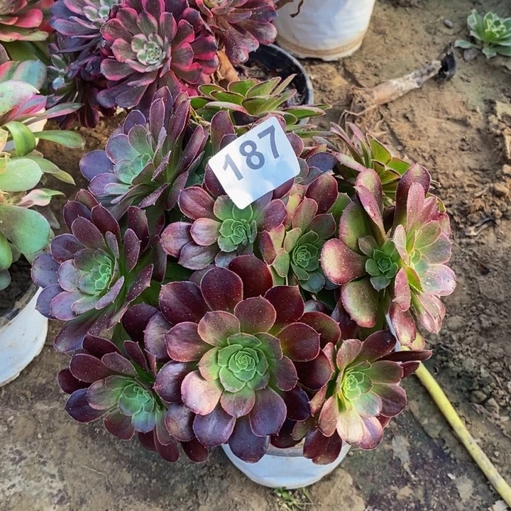 187荷兰圆叶变异多肉