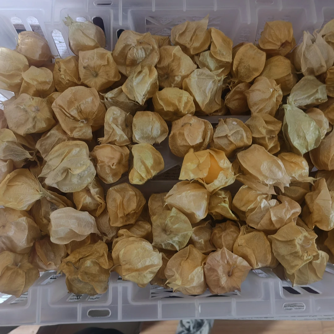 东北姑娘果灯笼果香甜新鲜水果一件带箱2斤清甜多汁当季稀有