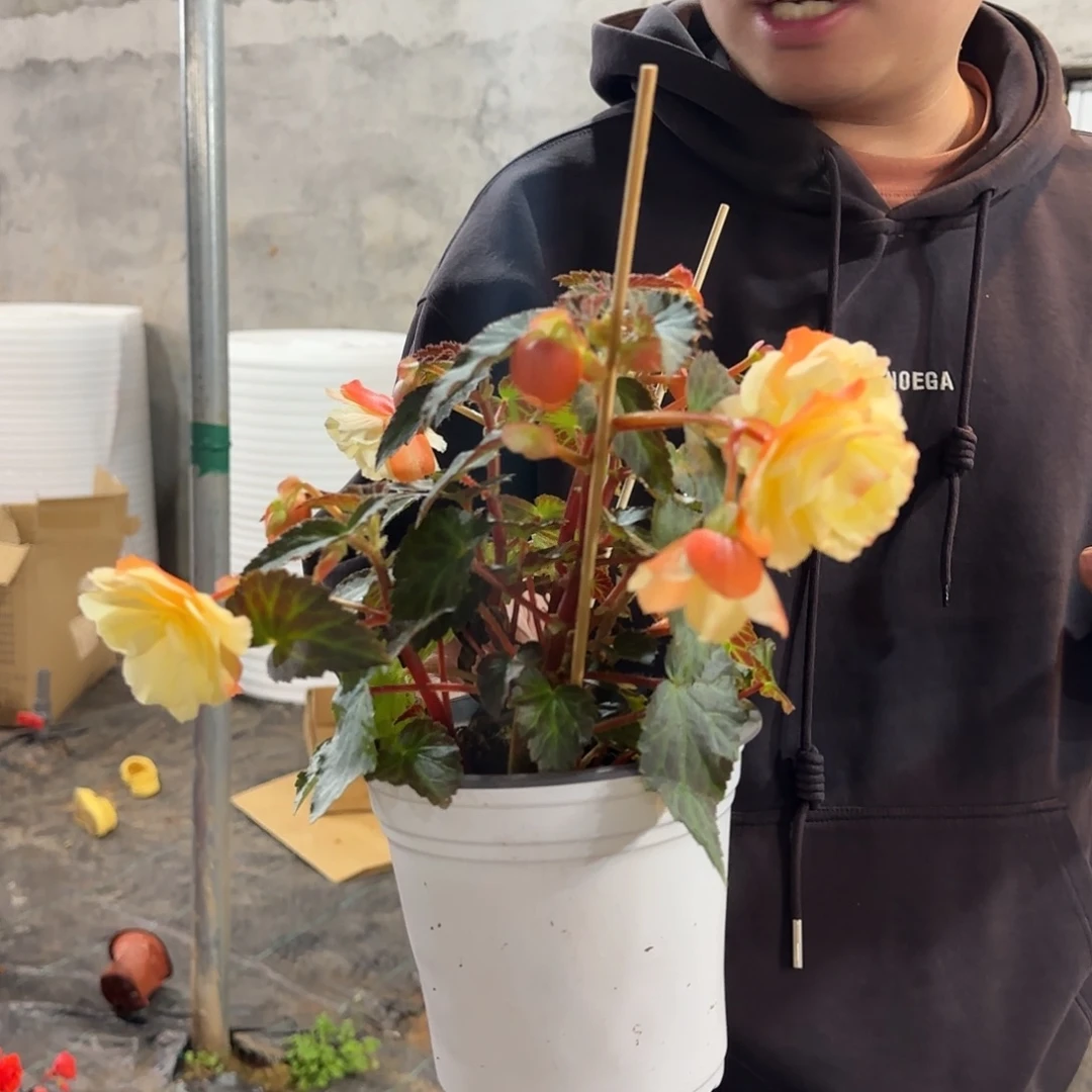一代多分支白桃，掉花折叶正常不拍保温冻死不售后