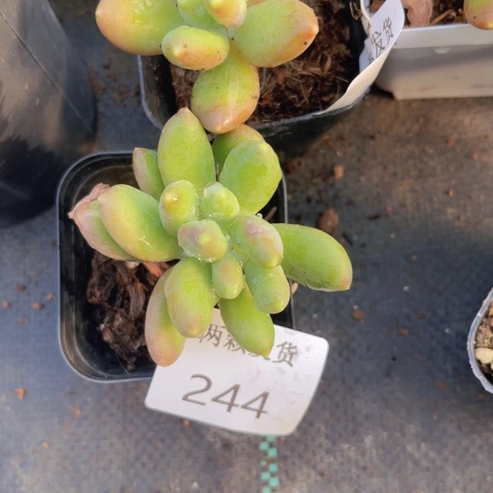 芒果奶缀多肉植物244