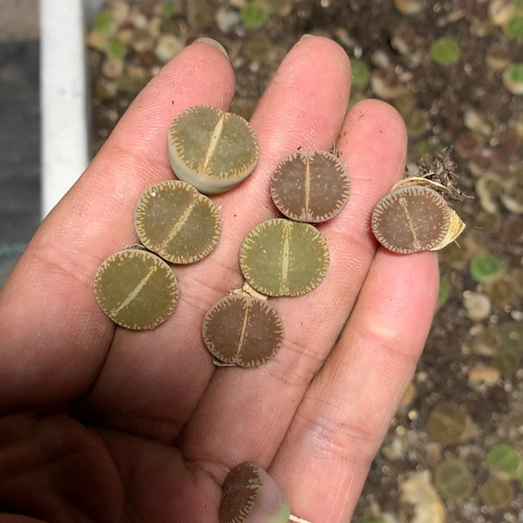 d*nB710多肉植物保护