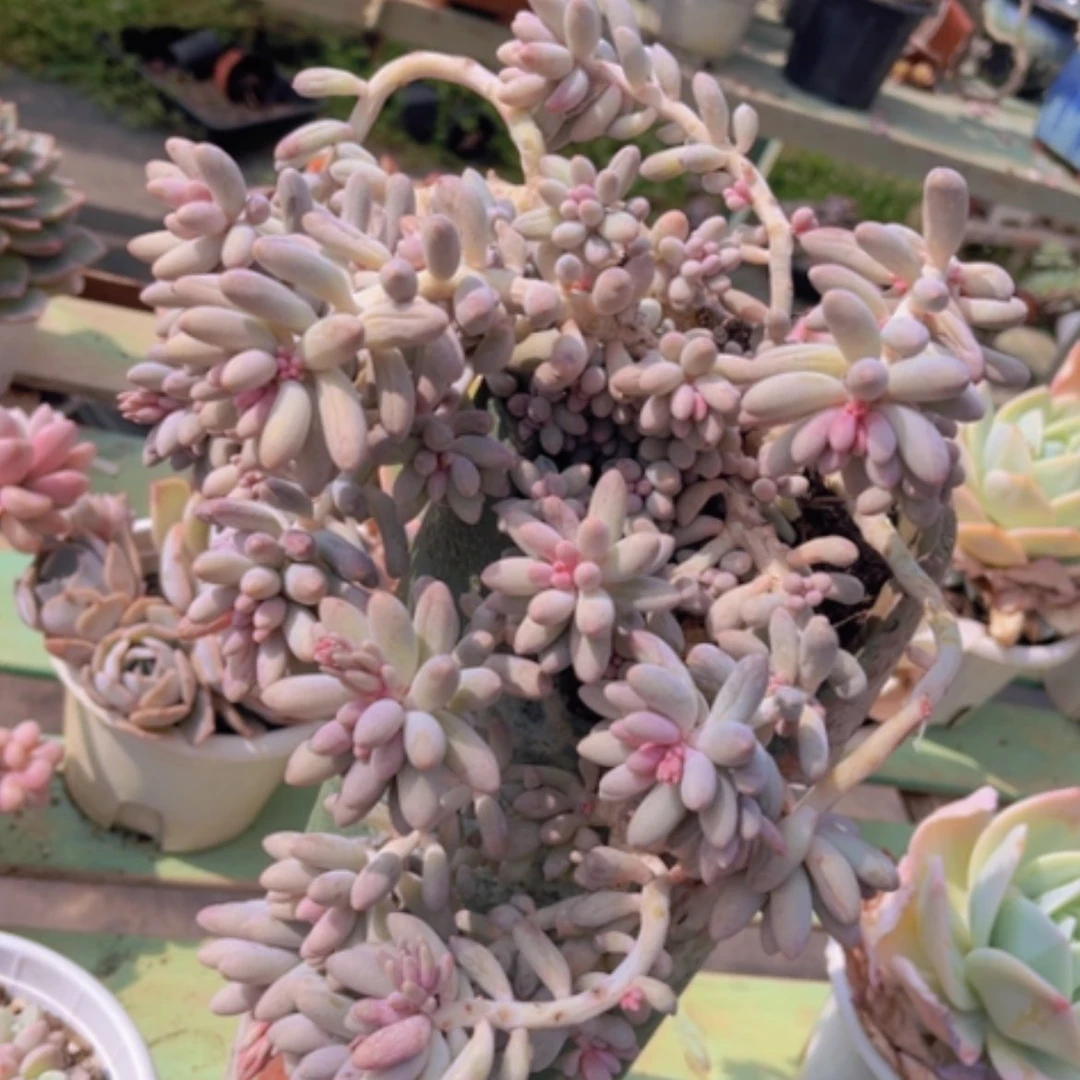 【闪购商品】婴儿手指22111