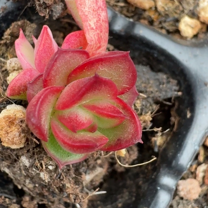 佛洛瑞安娜一物一拍414