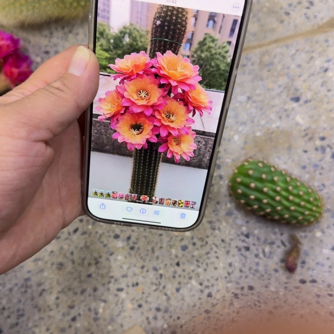 213金妞时光歪无根侧牙5公分左右，20包邮