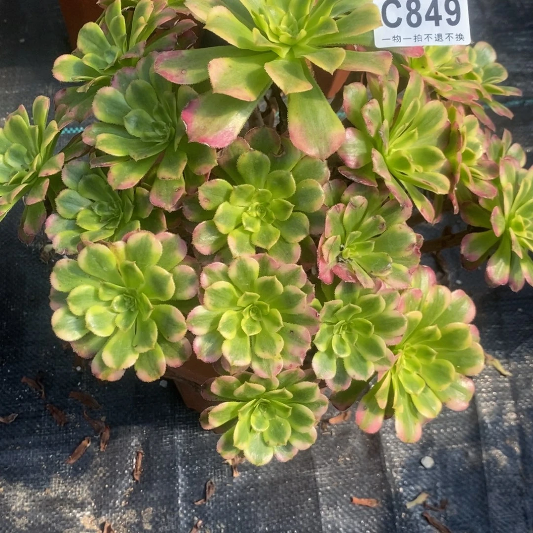 849黛玉断枝福利一