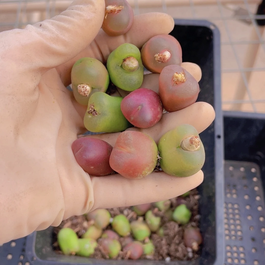 10颗毛毛888888888888